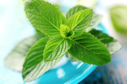 Menta_deliciosa